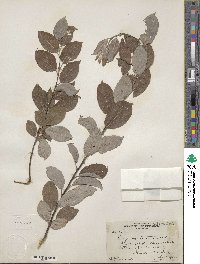 Salix bebbiana image