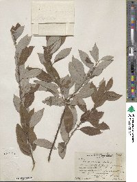 Salix bebbiana image