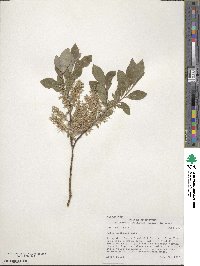 Salix bebbiana image