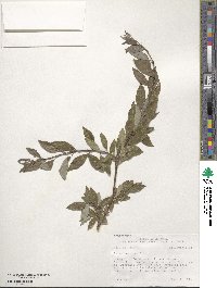 Salix bebbiana image