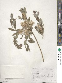 Salix bebbiana image