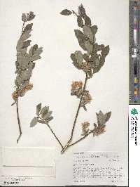 Salix bebbiana image