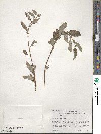 Salix bebbiana image