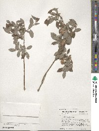 Salix bebbiana image