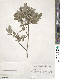 Salix bebbiana image