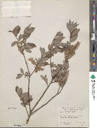 Salix bebbiana image