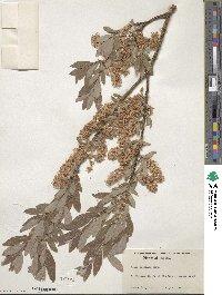 Salix bebbiana image