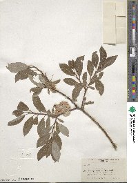 Salix bebbiana image
