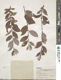 Salix bebbiana image