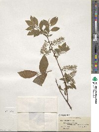 Salix bebbiana image