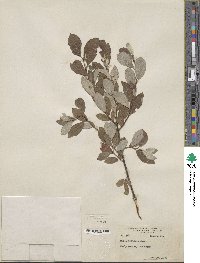 Salix bebbiana image
