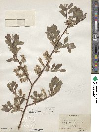 Salix bebbiana image