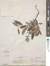 Salix bebbiana image