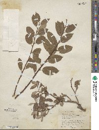 Salix bebbiana image