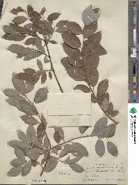 Salix bebbiana image