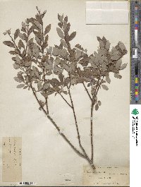 Salix bebbiana image