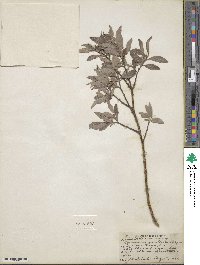 Salix bebbiana image