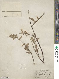 Salix bebbiana image