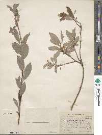 Salix bebbiana image