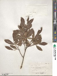 Salix bebbiana image