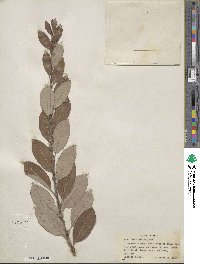 Salix bebbiana image