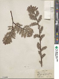 Salix bebbiana image