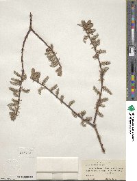 Salix bebbiana image