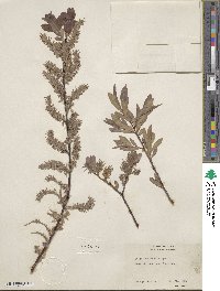 Salix bebbiana image