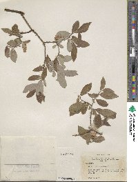 Salix bebbiana image