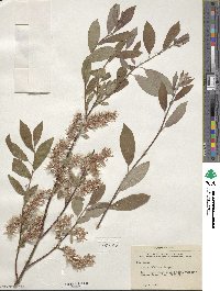 Salix bebbiana image