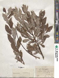 Salix bebbiana image
