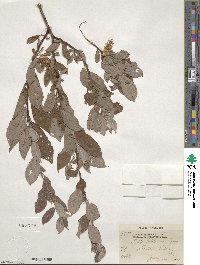 Salix bebbiana image