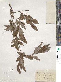 Salix bebbiana image