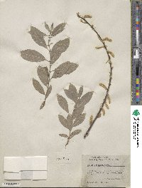 Salix bebbiana image