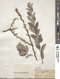 Salix bebbiana image
