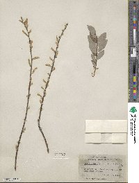 Salix bebbiana image