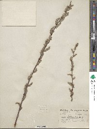 Salix bebbiana image