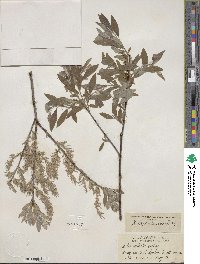 Salix bebbiana image