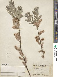 Salix bebbiana image