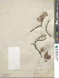Salix bebbiana image
