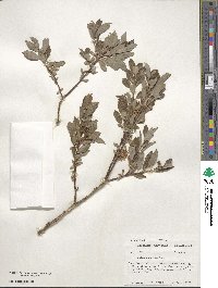 Salix bebbiana image