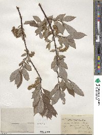 Salix bebbiana image