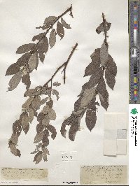 Salix bebbiana image