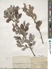 Salix bebbiana image