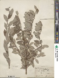Salix bebbiana image