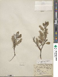 Salix bebbiana image