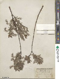 Salix bebbiana image