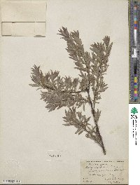 Salix bebbiana image