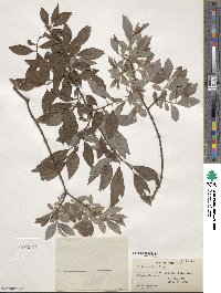 Salix bebbiana image