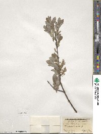 Salix bebbiana image